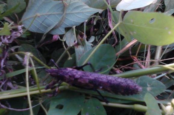 常见的大虫子科普,盘点那些你没见过的虫子