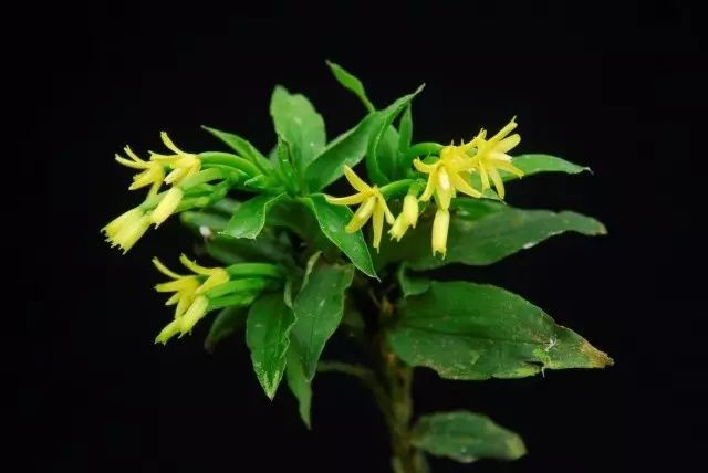 兰花进化的秘密,兰花进化的百年谜团