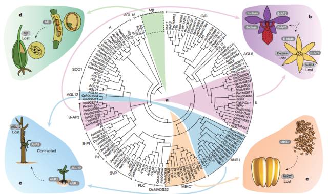 兰花进化的秘密,兰花进化的百年谜团
