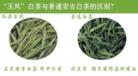 高端茶叶试喝装品鉴安吉白茶,安吉白茶真假美猴王
