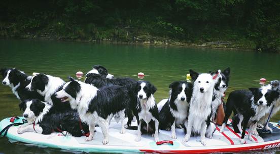 怎么训练狗狗找东西的游戏,怎么教会狗狗玩狗狗游戏