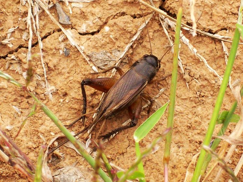 常见的大虫子科普,盘点那些你没见过的虫子