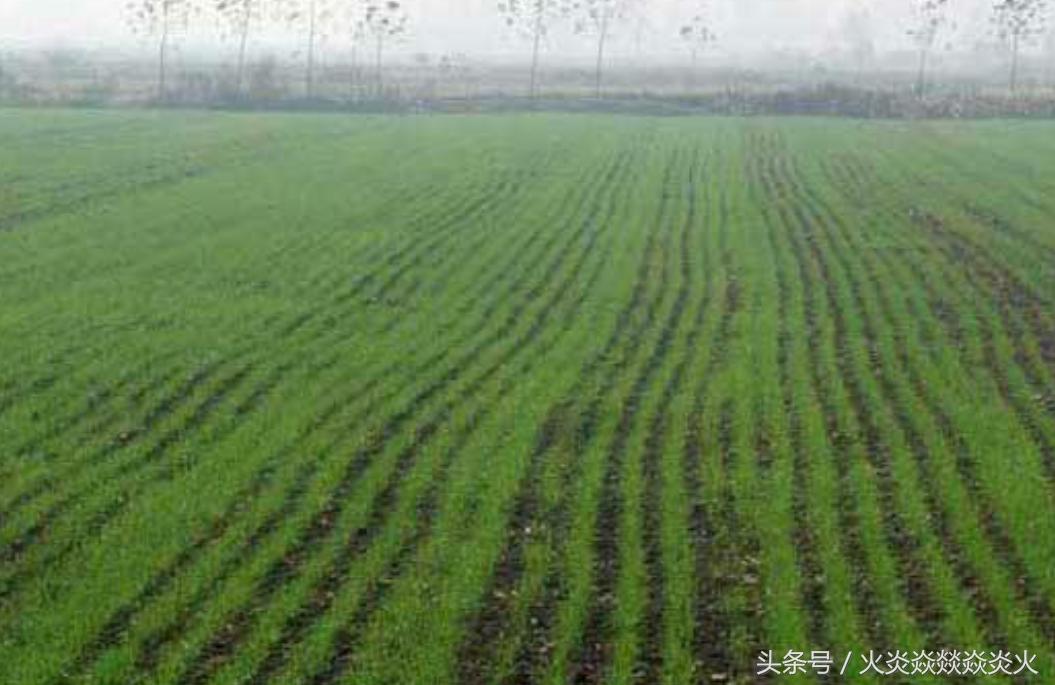 小麦包衣助高产,小麦包衣