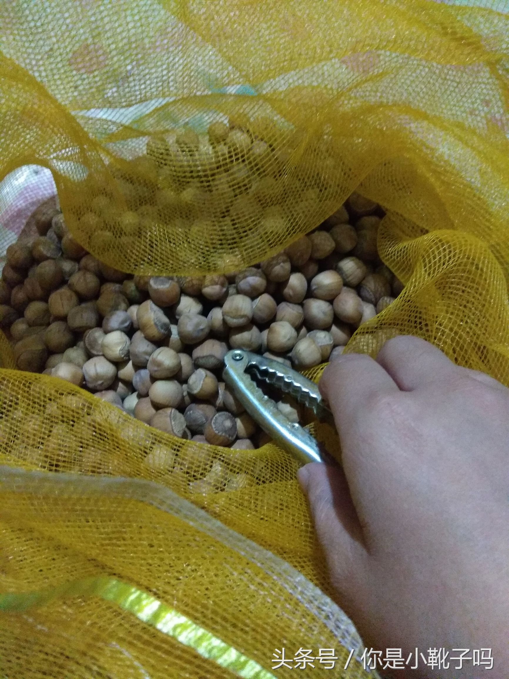 一年一次的榛子采摘又开始啦,榛子这样的坚果采摘非常麻烦