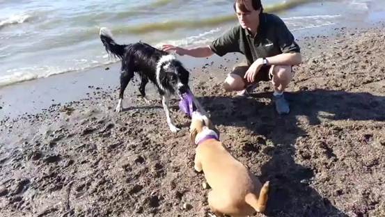 怎么训练狗狗找东西的游戏,怎么教会狗狗玩狗狗游戏