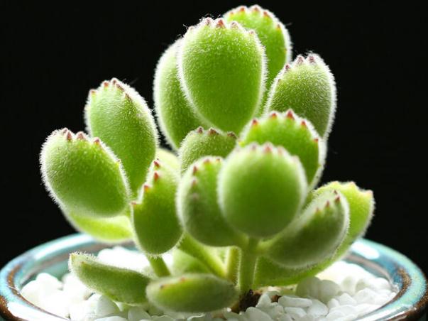 最全多肉图鉴大全,图鉴植物