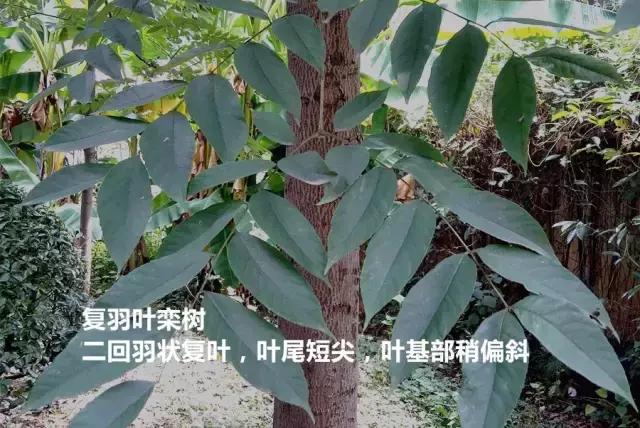 栾树落叶乔木,栾树复羽叶是什么意思