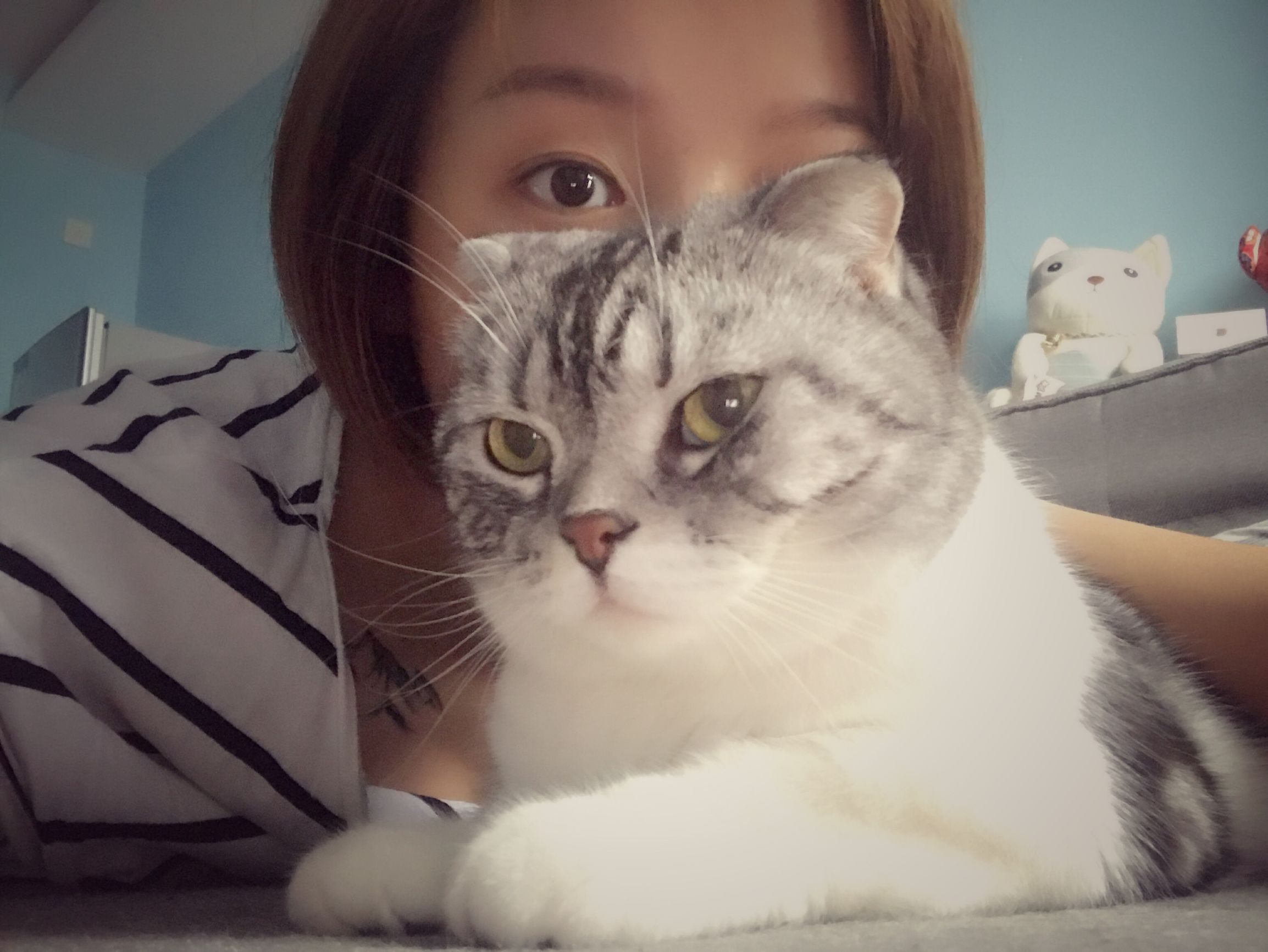 怀孕和养猫可否兼得?