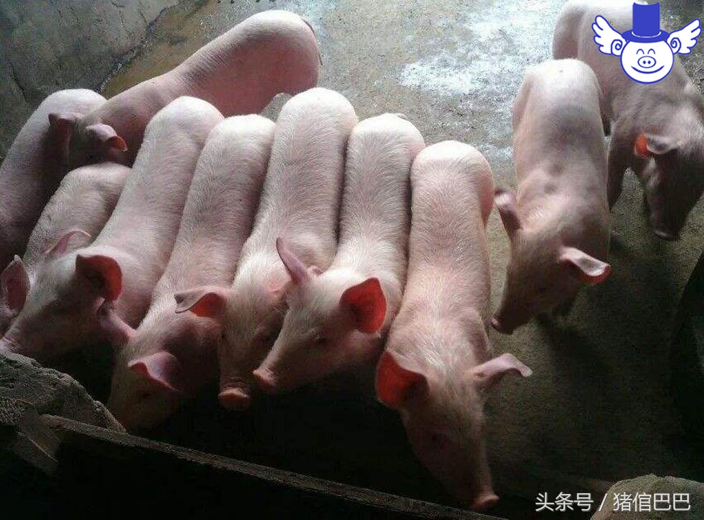 仔猪站不起怎么治,仔猪站不起来什么病用什么药打针