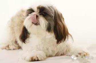 狗狗有泪痕可以经常滴眼药水吗,狗狗泪痕怎么去除用什么眼药水