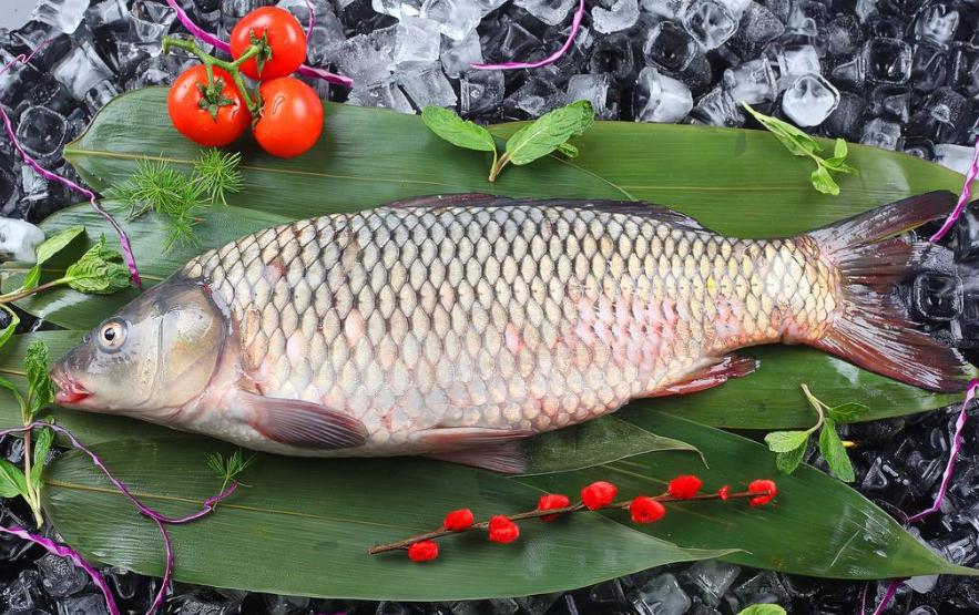 青鱼和鲢鱼的区别图片,河鱼鲢鱼大头鱼有什么区别
