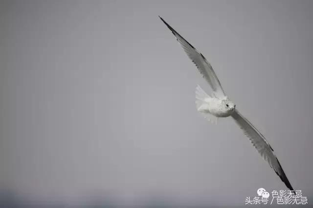 关于尼康d850的一些问答,尼康d850买回来怎么打开