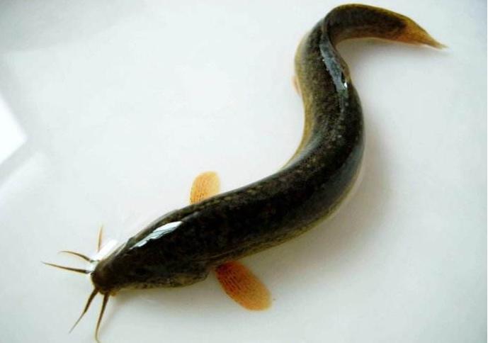 青鱼草鱼的区分,和鳙鱼相似的鱼有哪些