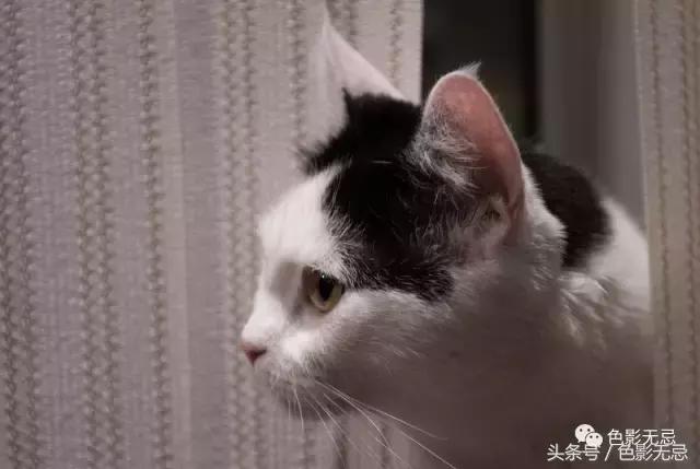 尼康d850数码单反摄影圣经,尼康d850的深度评价