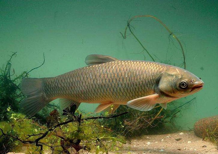 青鱼草鱼鲤鱼怎么区分,河鱼鲢鱼大头鱼有什么区别