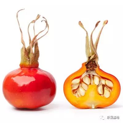 送花别弄混了月季和玫瑰 (玫瑰跟月季我和她你分得清吗)