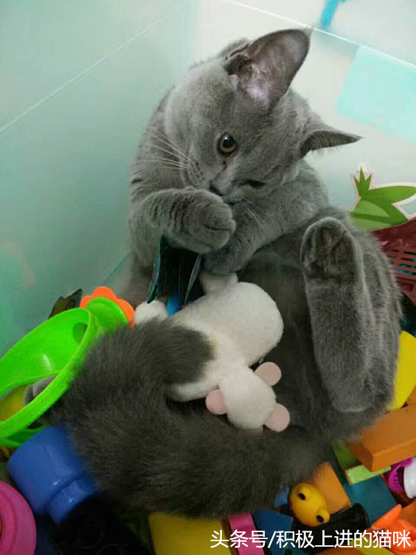 猫咪有隐睾是什么毛病,猫咪隐睾在腹腔内并萎缩怎么办