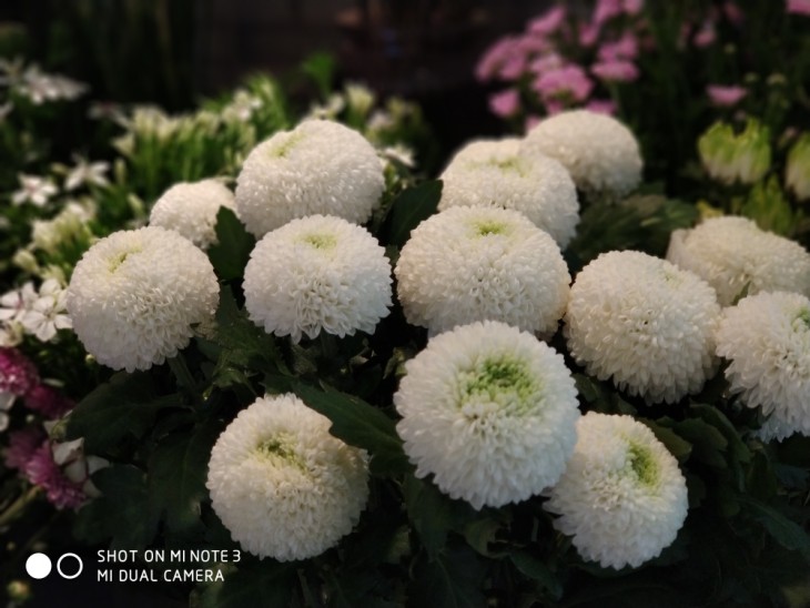 小米note3拍照一塌糊涂,小米note3颜值