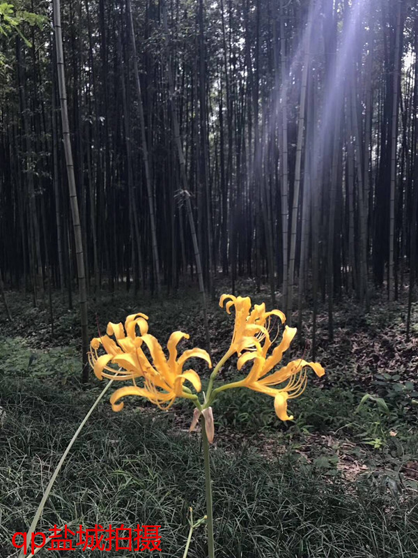 800元的iphone6s,iphone7p和iphone8哪款更值得入手