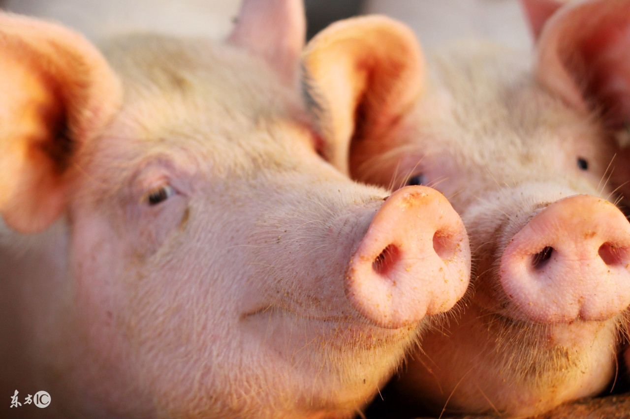 这头“赖子”猪，半年长了15公斤，兽医有妙招