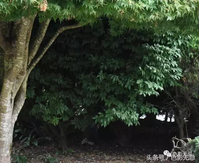 关于尼康d850的一些问答,尼康d850买回来怎么打开