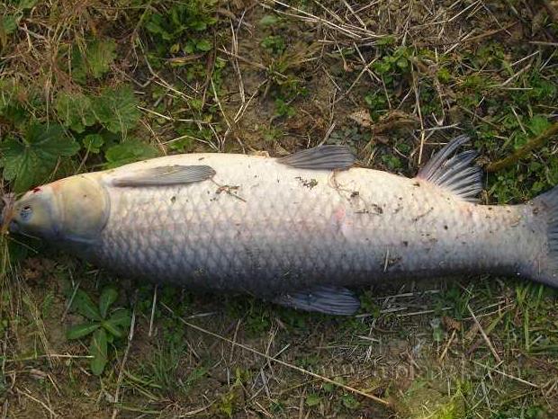 青鱼草鱼鲤鱼怎么区分,河鱼鲢鱼大头鱼有什么区别
