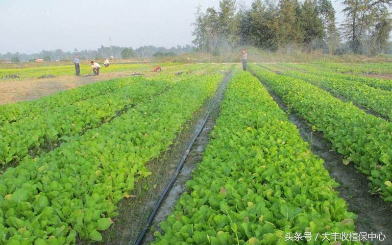 草莓真菌病害用药,真菌细菌病害用药大全
