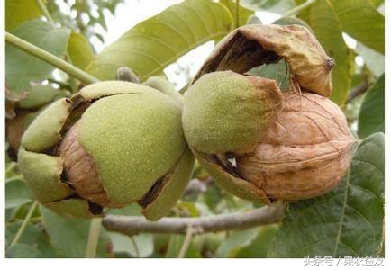 核桃怎么防止招虫害呢图片,地下核桃虫的防治办法