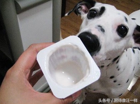 狗狗胡萝卜能每天吃吗,狗能吃胡萝卜酸奶吗