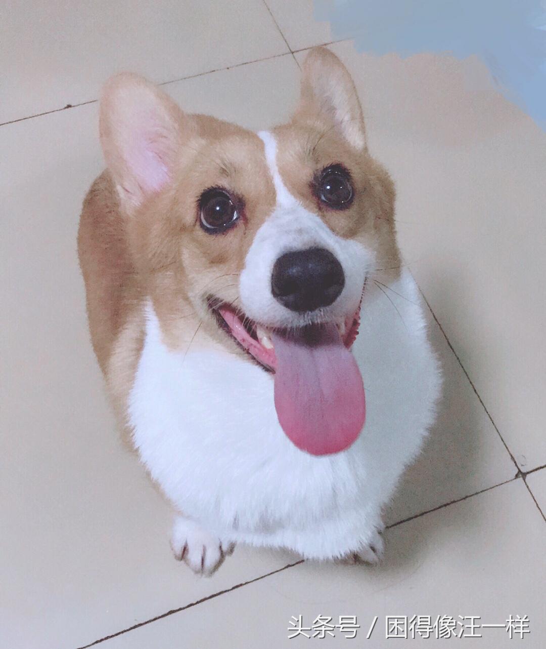 狗狗胡萝卜能每天吃吗,狗能吃胡萝卜酸奶吗