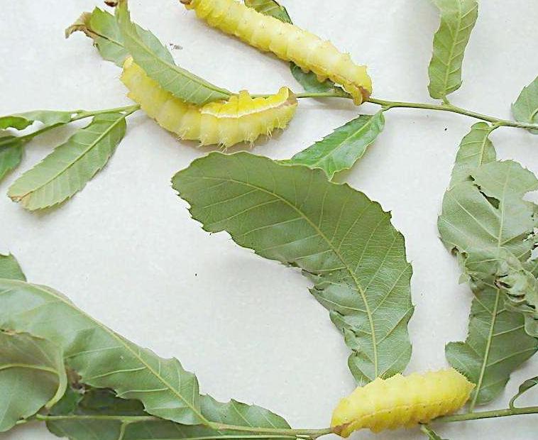 养殖小白虫一亩地能挣多少,目前养殖什么虫子效益高