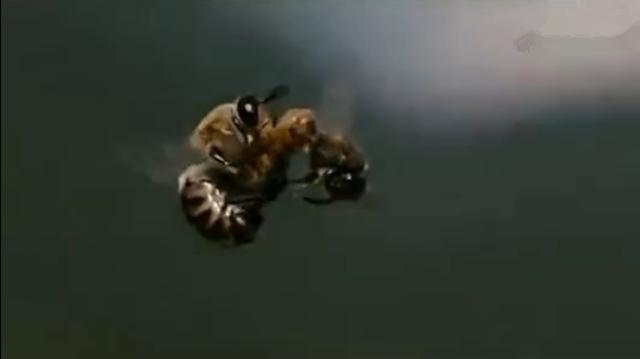 养蜜蜂专用术语,蜜蜂养殖技术维语版