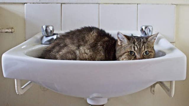 搞笑诺贝尔奖猫,2009诺贝尔搞笑医学奖