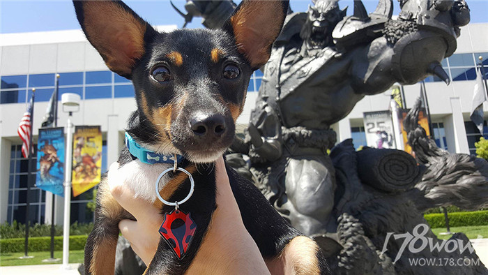暴雪员工的宠物也太幸福了，还有专属部落or联盟工牌