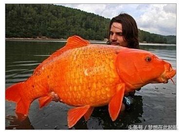 老师，为什么打扰我装逼