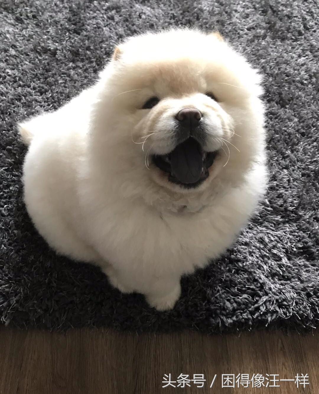 狗狗胡萝卜能每天吃吗,狗能吃胡萝卜酸奶吗