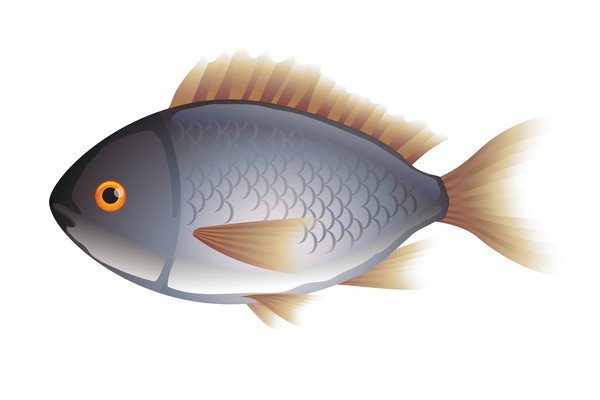 怀孕能不能吃鱼孕早期吃啥好,孕妇吃鱼十大好处