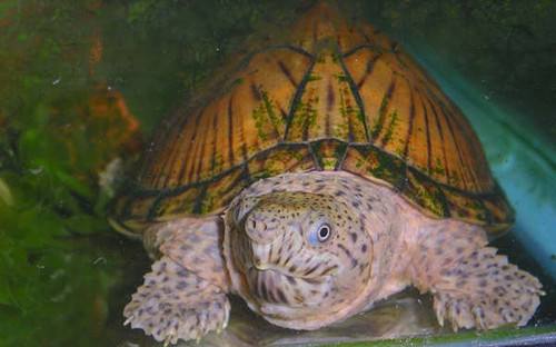 什么龟比较凶猛并且背甲好看,什么龟凶猛好看