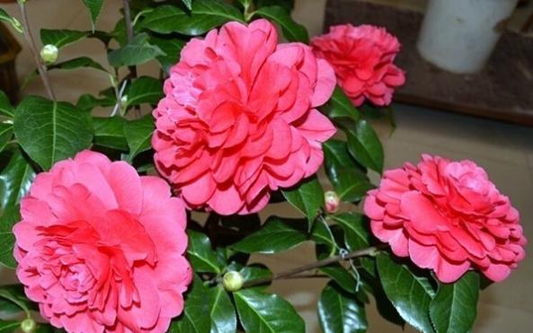 香妃茶花常见病,耐冬茶花常见病虫