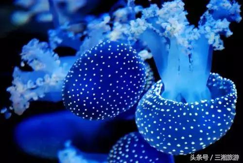 株洲神农城水母,株洲海洋馆水母王国