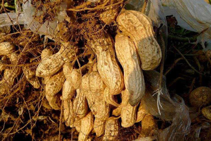 吃生花生治胃病的经历,吃生瘪花生谣言