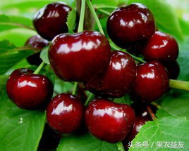 新品种新技术带来樱桃好前景,培育大樱桃新品种