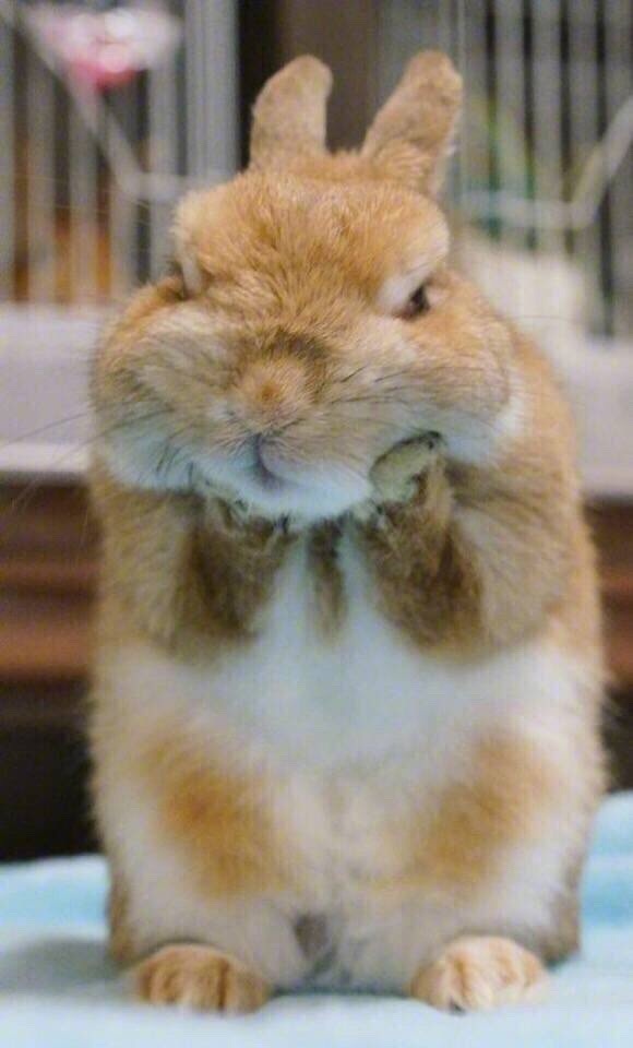 兔兔要相亲早晨却“中风”了于是自己动手掰掰