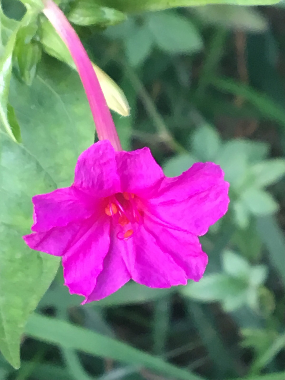 紫茉莉花的作用与用途,紫茉莉花功效是个宝