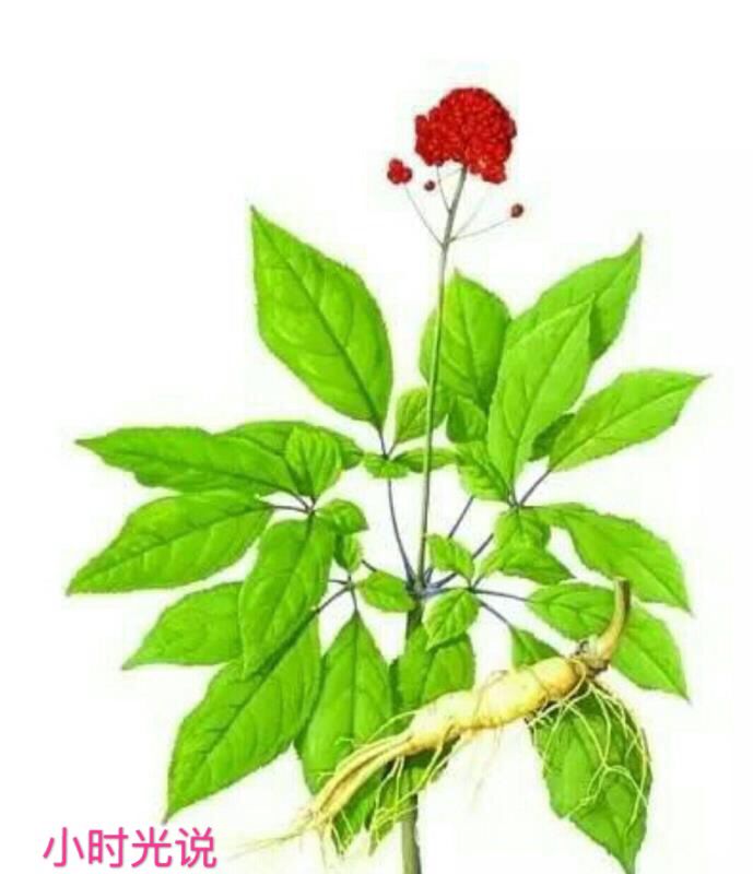 太子参作用很多，主要是对小孩子很好