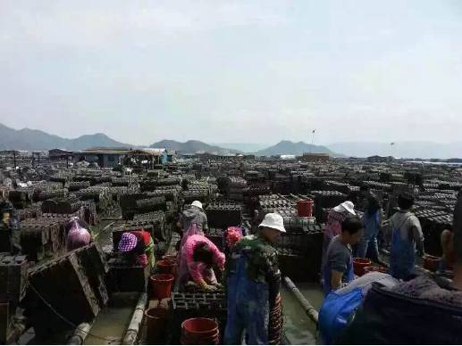 大连鲜参多少钱一斤,霞浦鲜海参价格