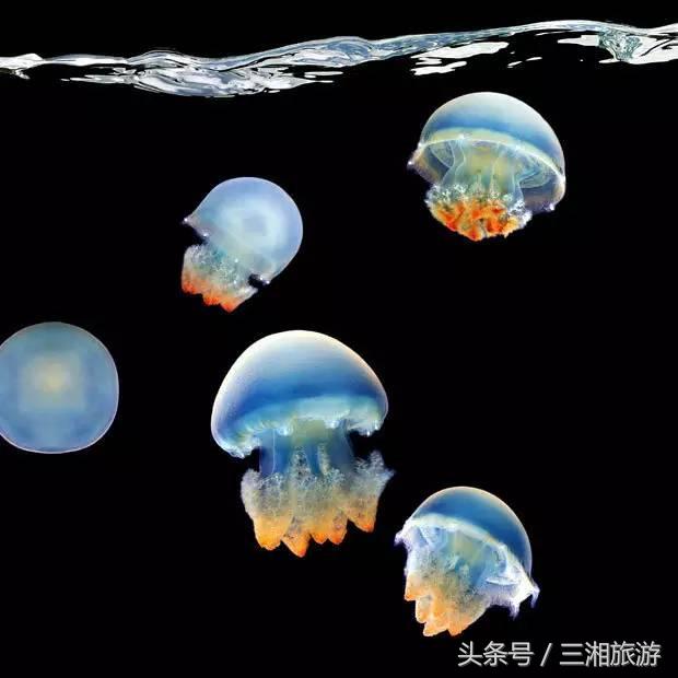 株洲神农城水母,株洲海洋馆水母王国