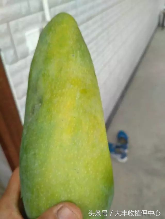 还没熟透的芒果切开后怎么办,芒果切开中间软烂