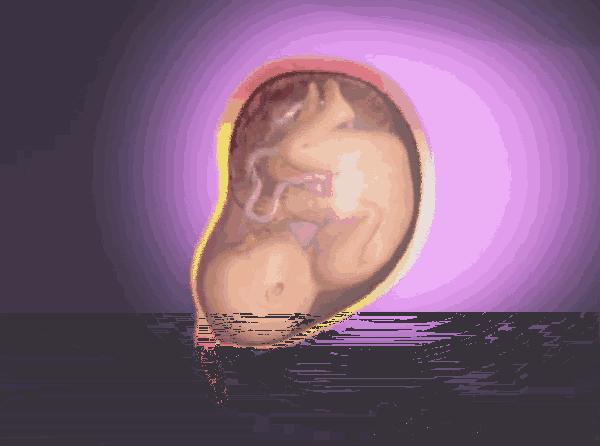 胎儿入盆及分娩过程模拟,怀胎十月分娩