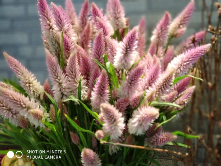 精湛的外观工艺/拍人更美的相机小米Note3评测